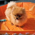 honden-zwembad-oranje-botjes-80-cm-swim-essentials-6