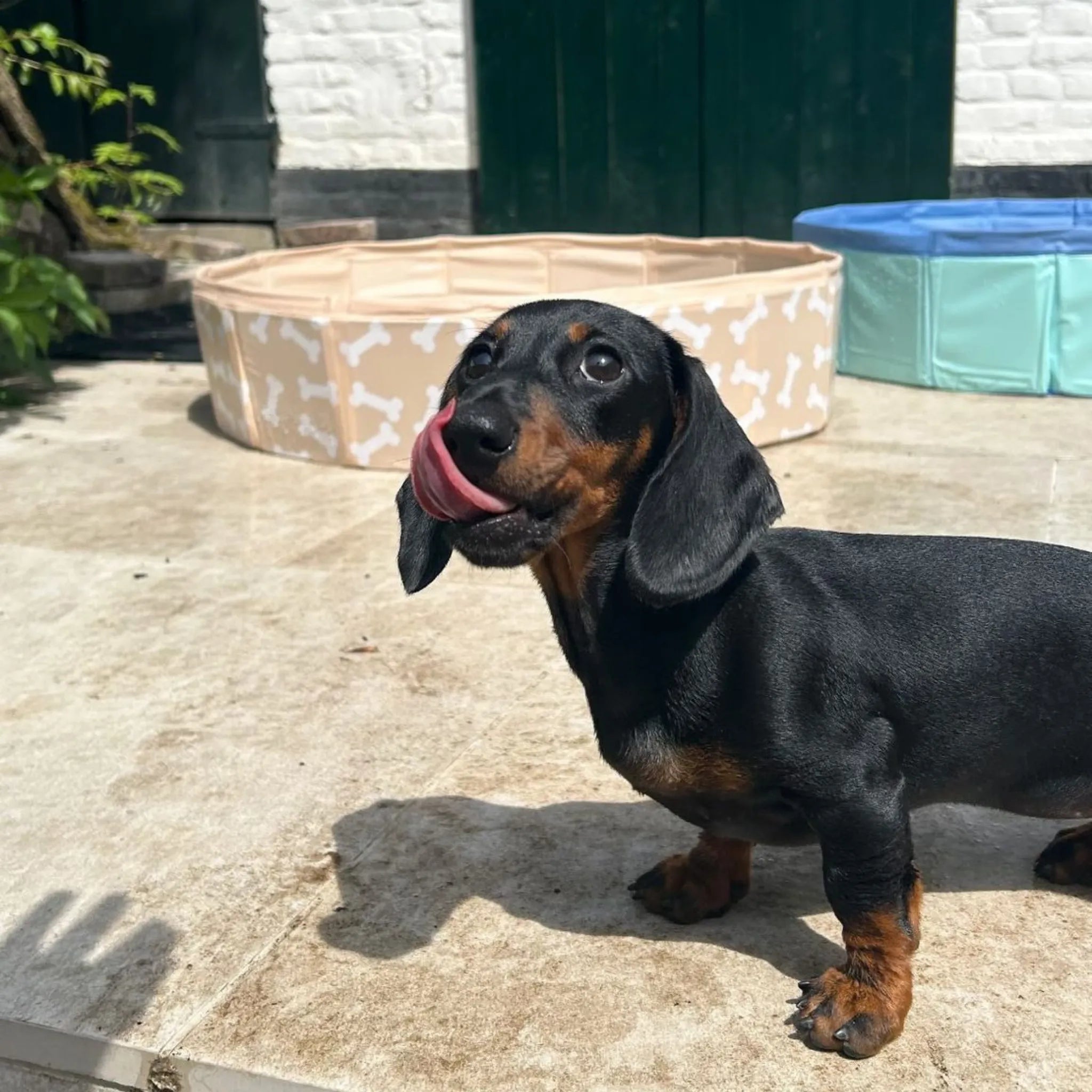 Hondenzwembad - Mintgroen - Blues - Ø 80 cm