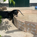 honden-zwembad-bonebash-beige-swim-essentials-5